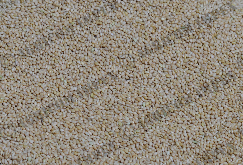 Yellow Millet
